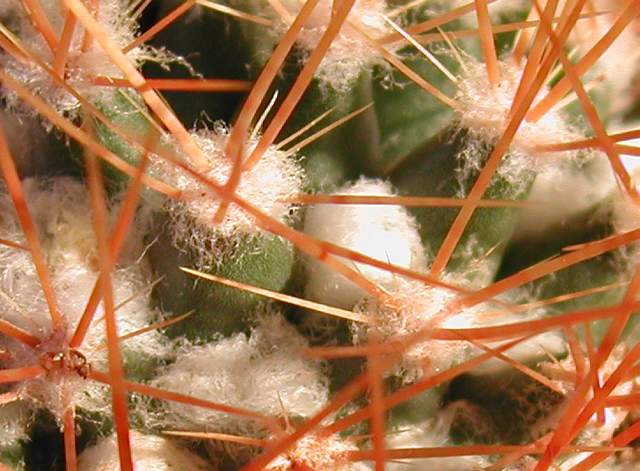 Mammillaria nivosa (2).jpg